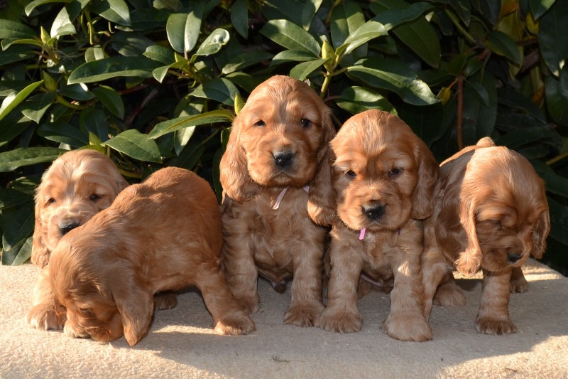 25-Icon, Ina, Idol, Ira, Iris.JPG